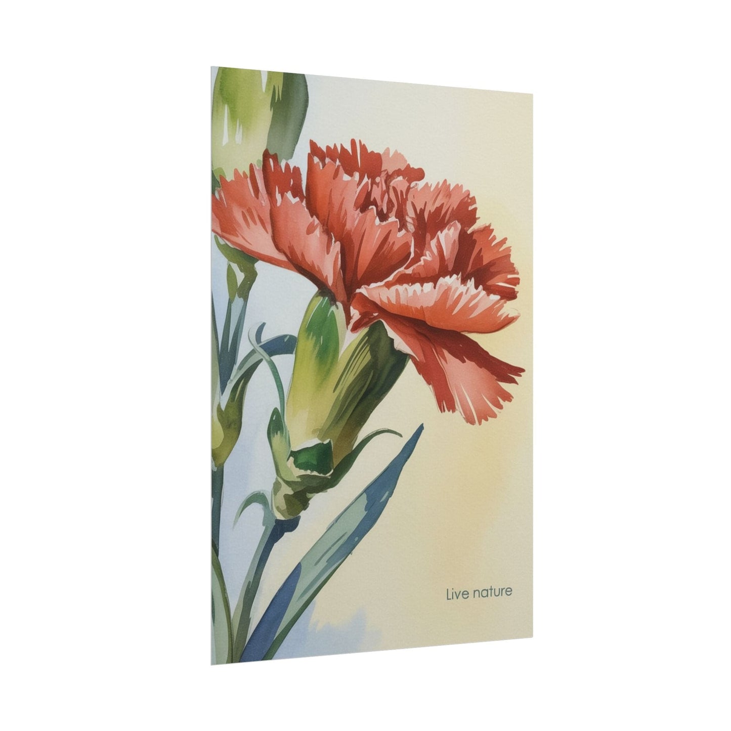 Scarlet Carnation Watercolor Art Print 'Live Nature