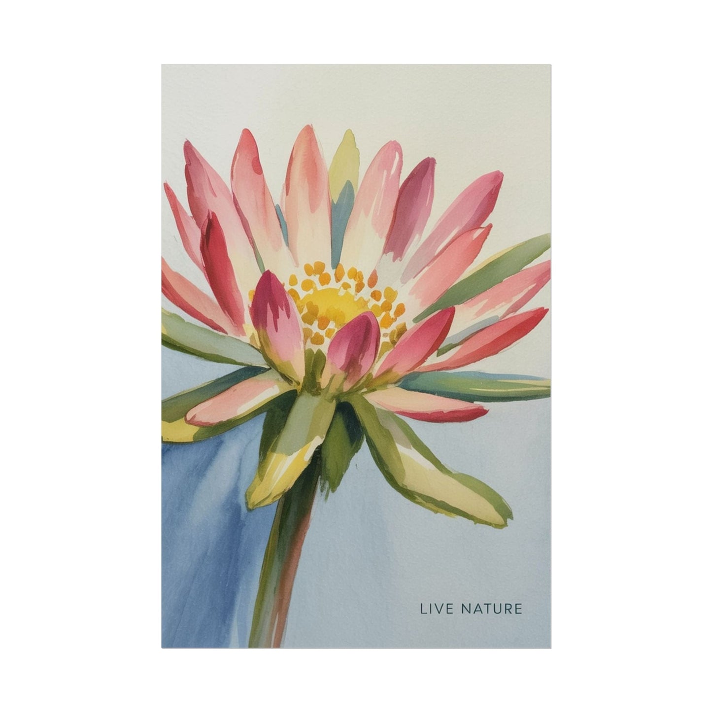 Bitterroot Flower Watercolor Print 'Live Nature