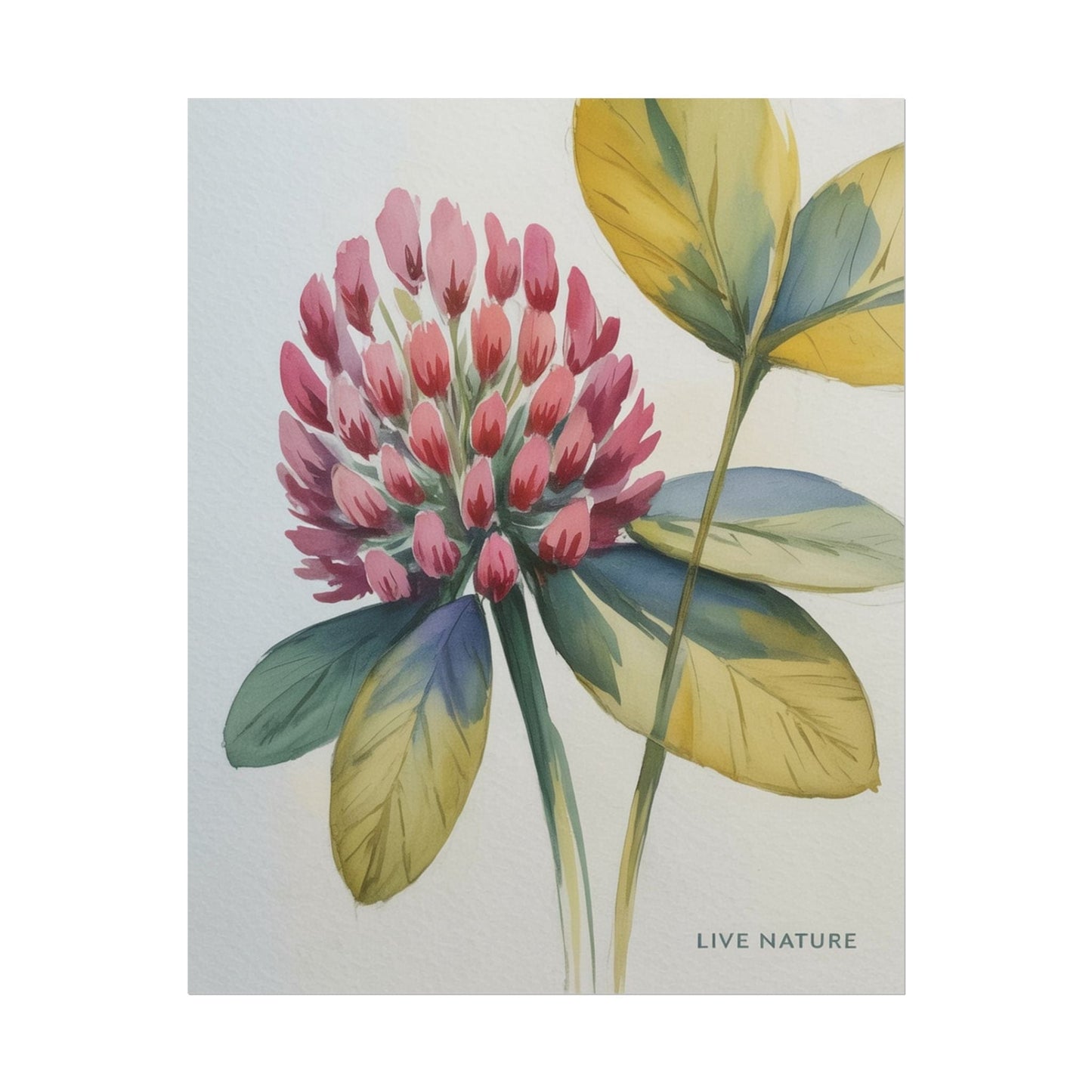 Red Clover Botanical Art Print 'Live Nature' Design