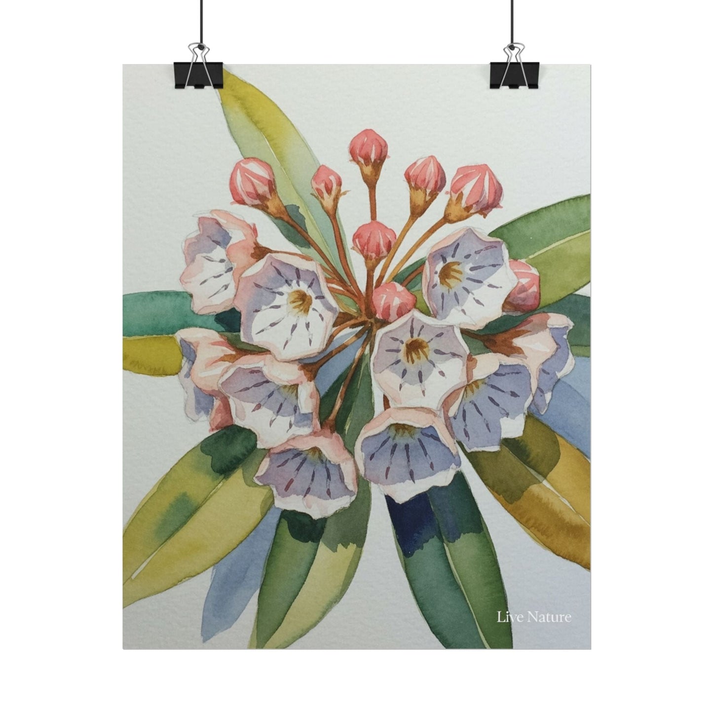Mountain Laurel Watercolor Art Print Botanical Design