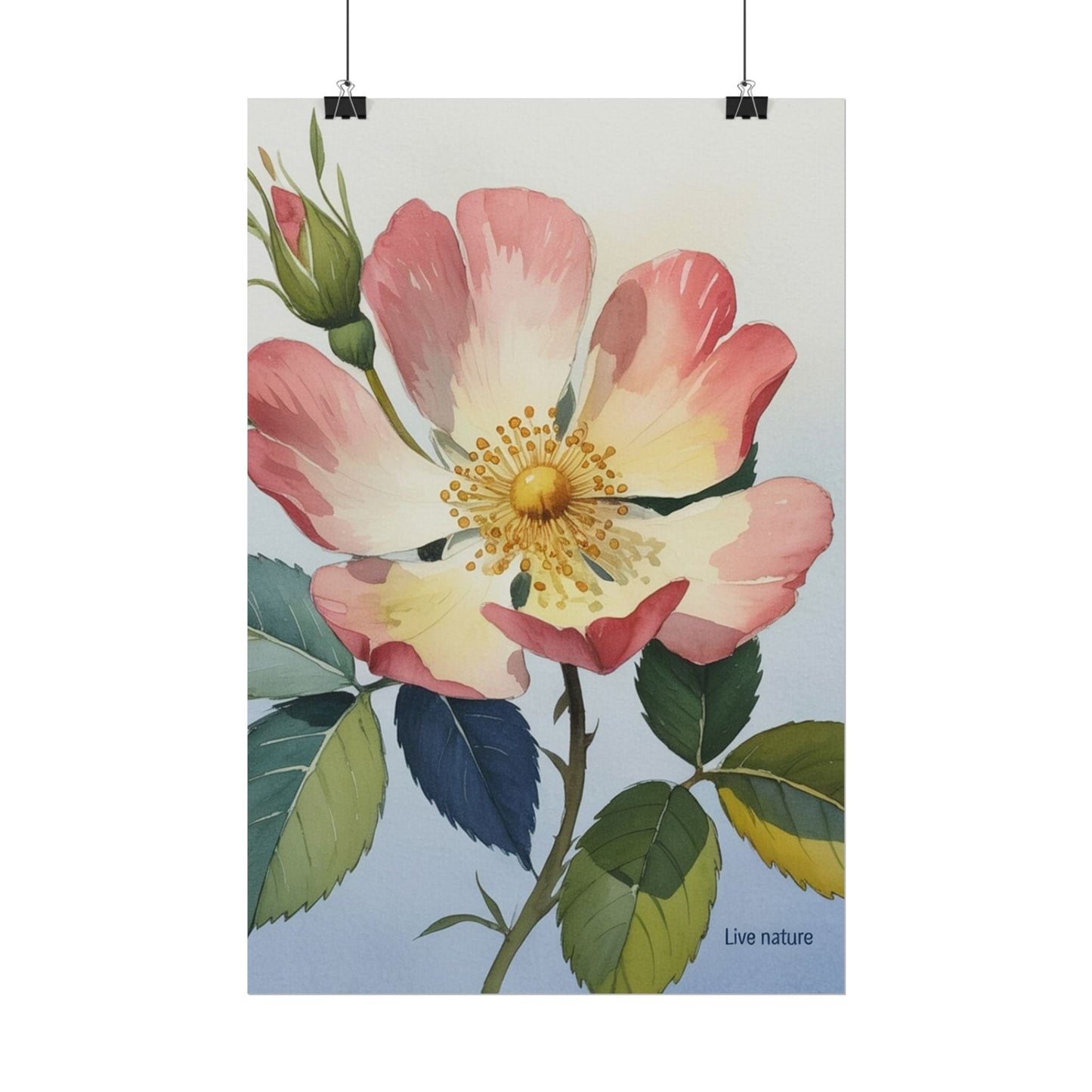Wild Prairie Rose Watercolor Art Print