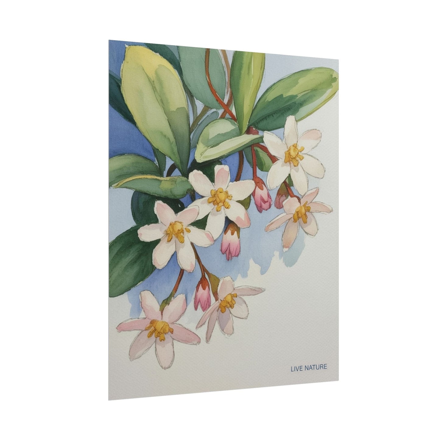 Mayflower Botanical Watercolor Art Print 'Live Nature