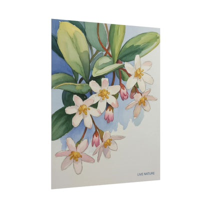 Mayflower Botanical Watercolor Art Print 'Live Nature