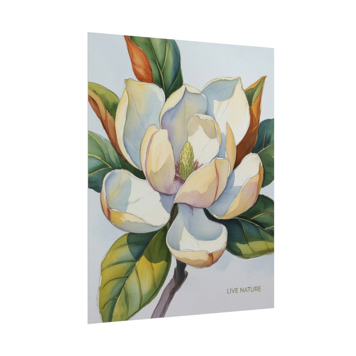 Magnolia Blossom Art Print on Fine Art Paper