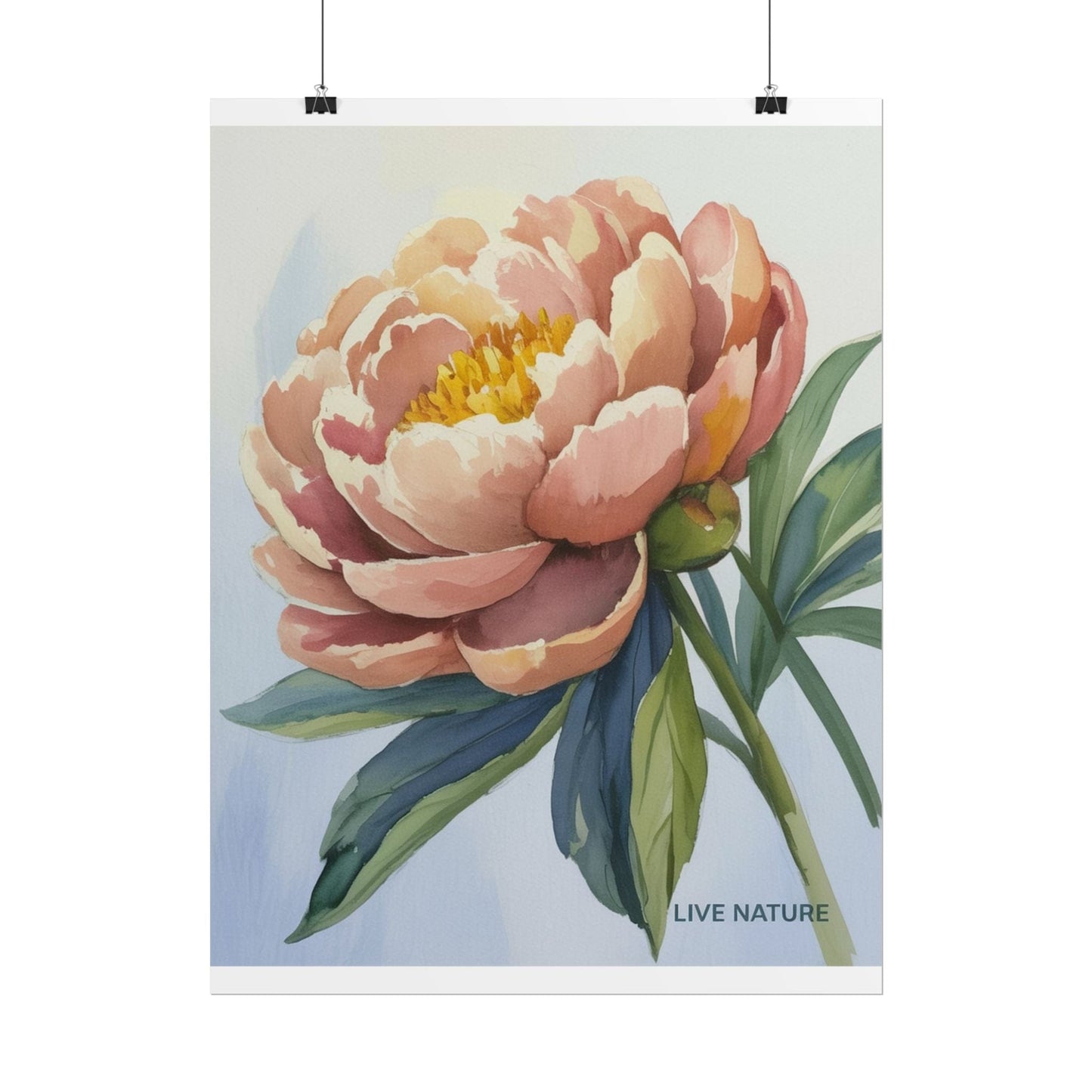 Peony Bloom Watercolor Poster Live Nature Art Print