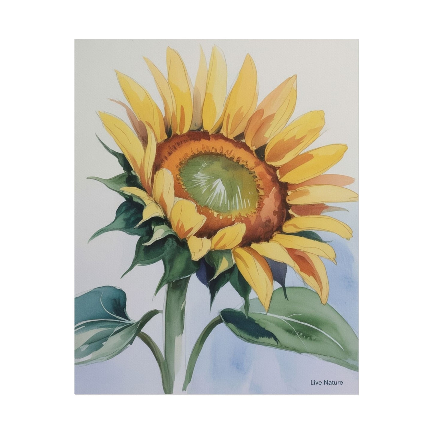 Kansas Sunflower Watercolor Art Print 'Live Nature