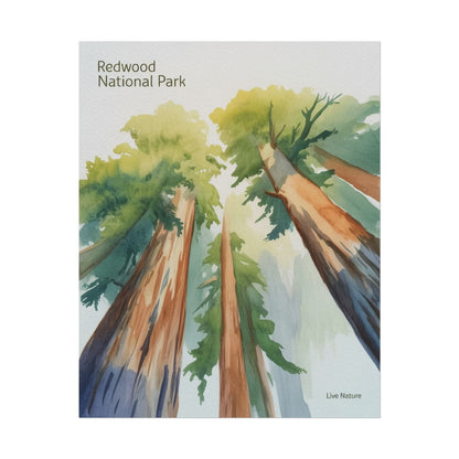 Redwood National Park Watercolor Art Print