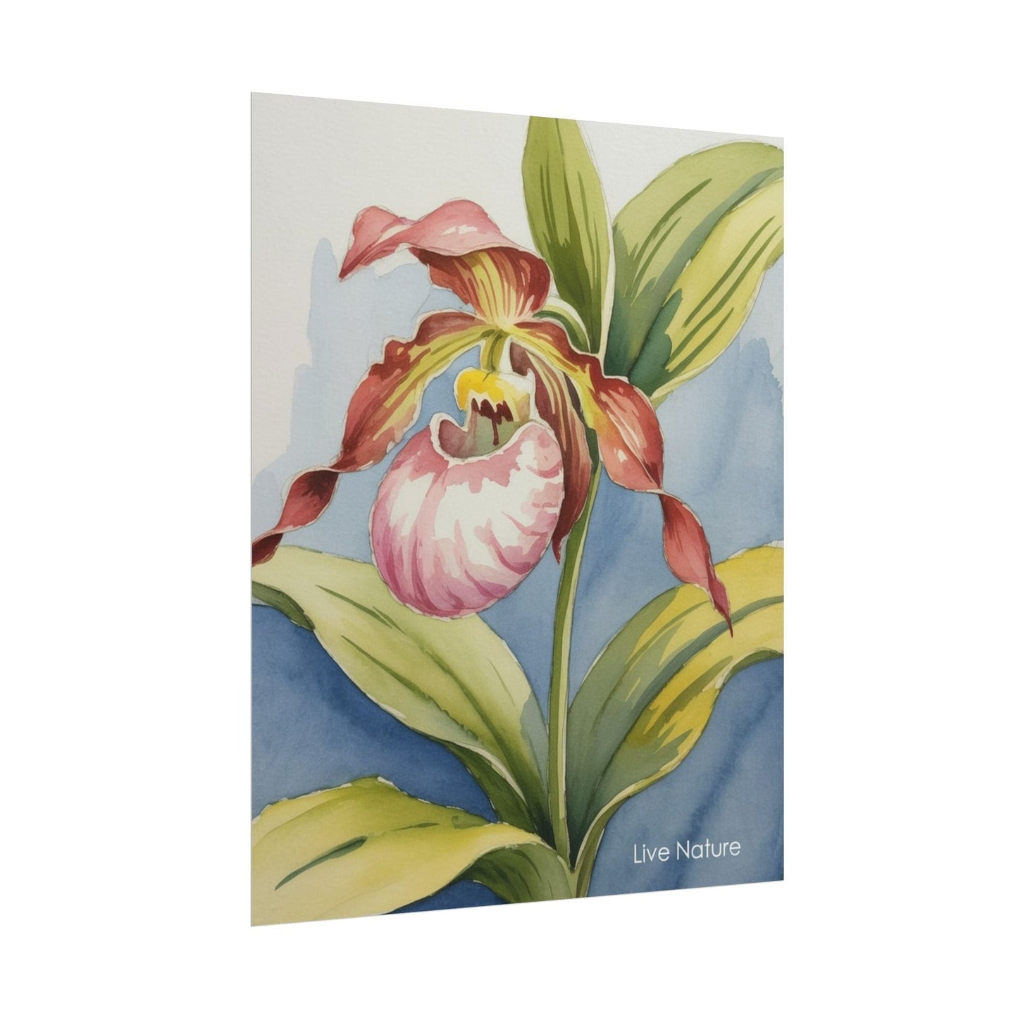 Pink Lady Slipper Orchid Watercolor Print Minnesota