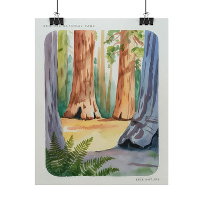 Sequoia National Park Watercolor Print Poster