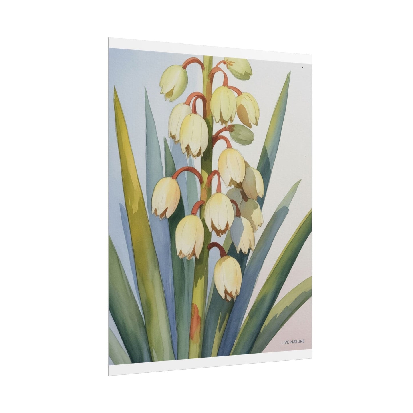 Yucca Bloom Watercolor Print Live Nature Collection