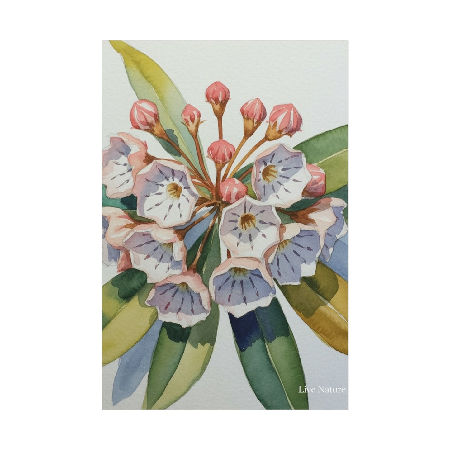 Mountain Laurel Watercolor Art Print Botanical Design