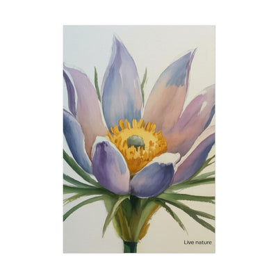 Pasque Flower Watercolor Art Print 'Live Nature