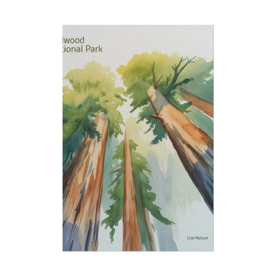 Redwood National Park Watercolor Art Print