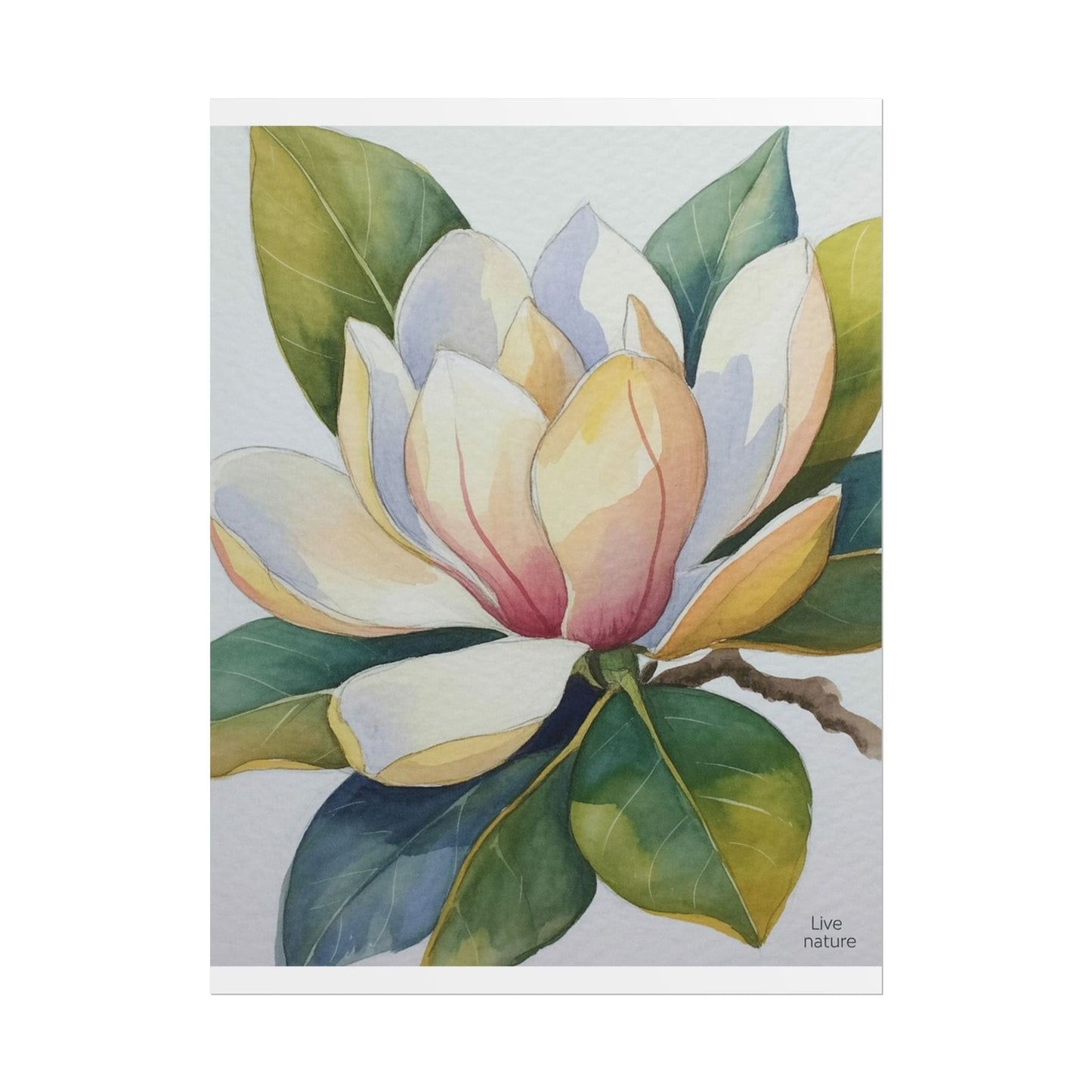 Magnolia Blossom Watercolor Print Fine Art Poster