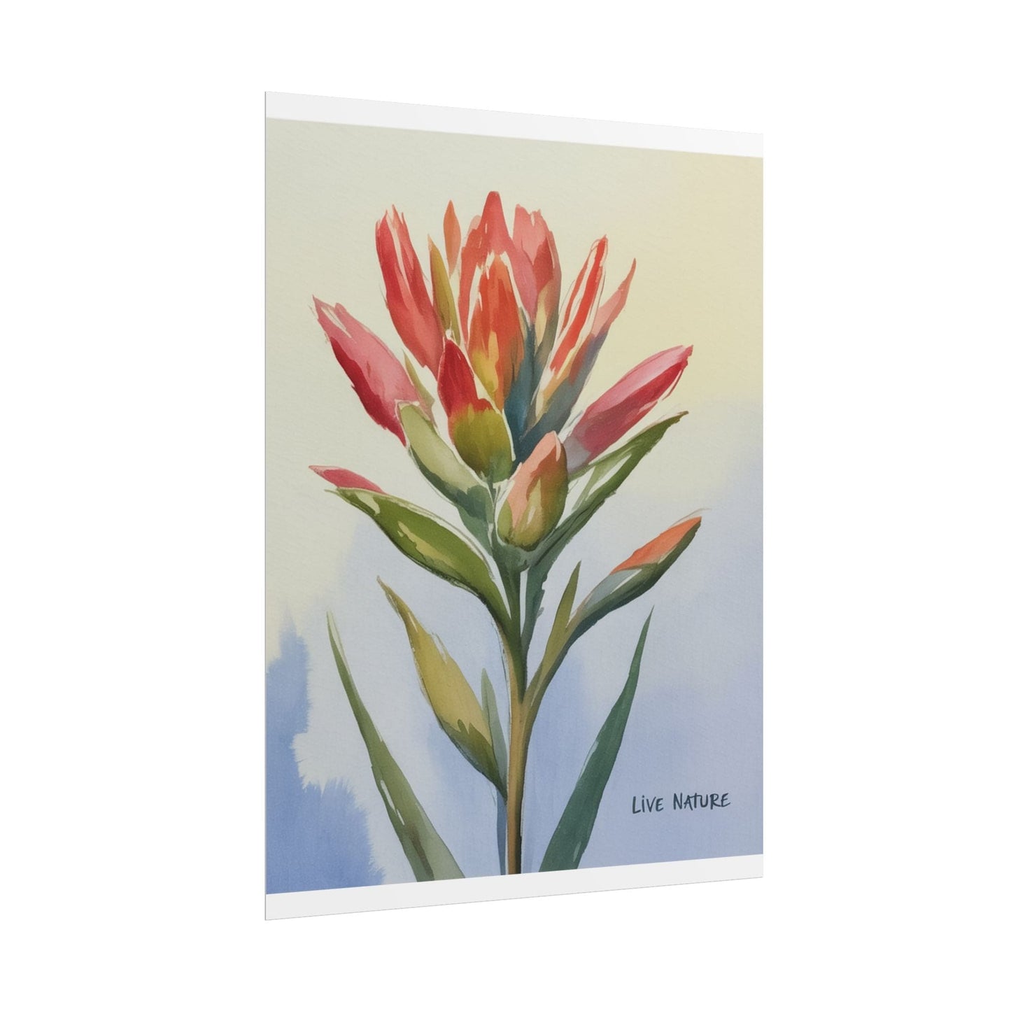 Indian Paintbrush Watercolor Art Print 'Live Nature