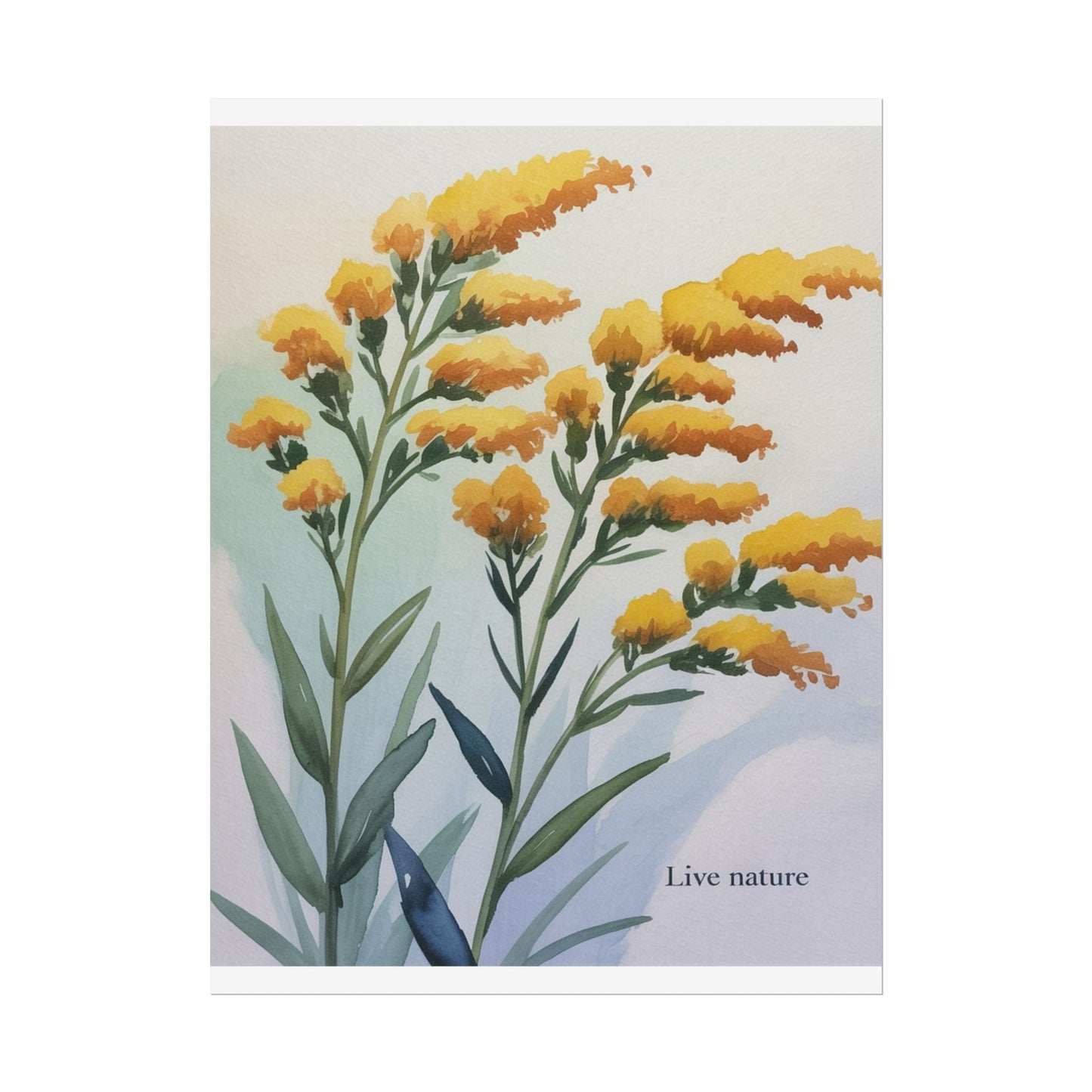 Goldenrod Flower Watercolor Poster - Live Nature Art