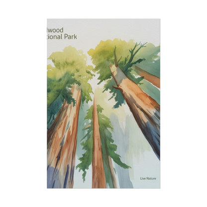 Redwood National Park Watercolor Art Print