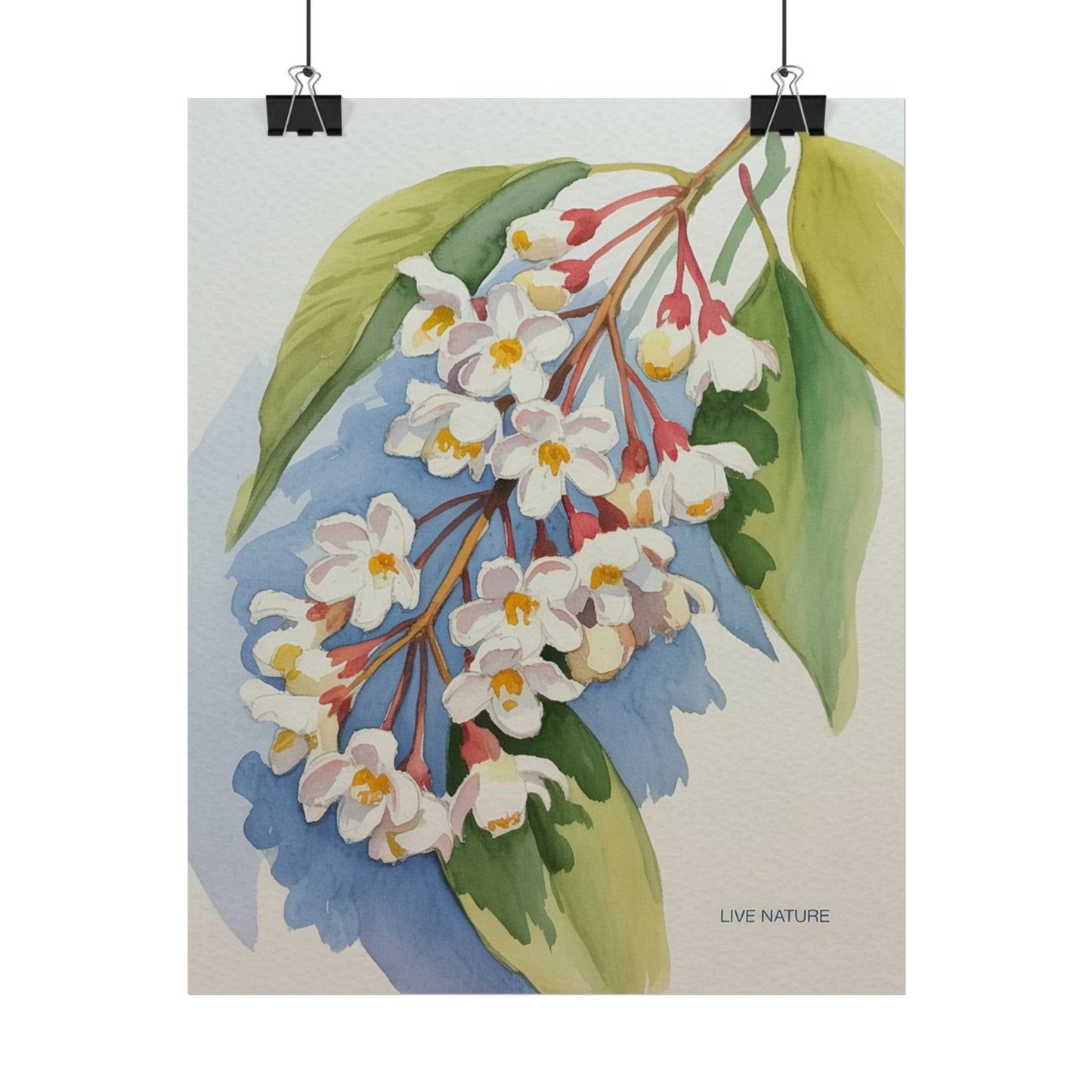 Idaho Syringa Blossom Watercolor Art Print Poster