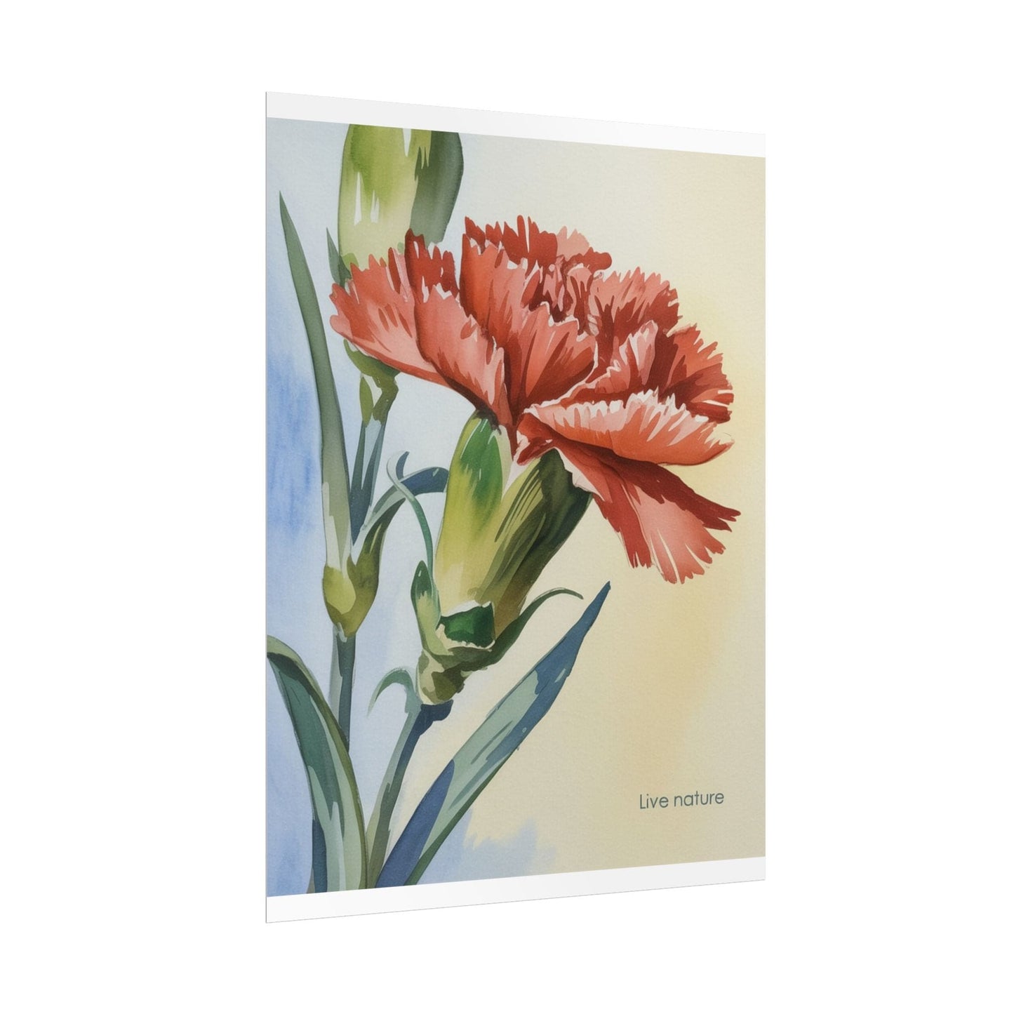 Scarlet Carnation Watercolor Art Print 'Live Nature