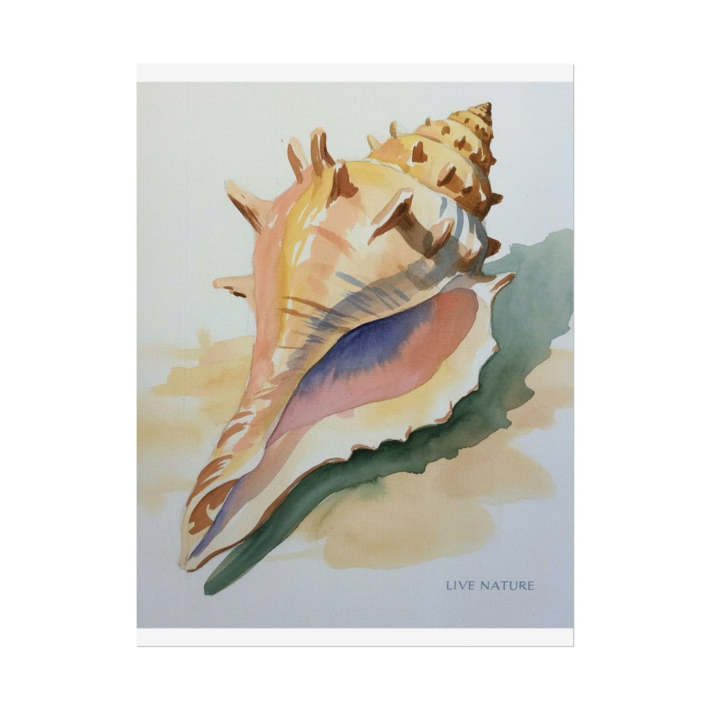 Conch Shell Watercolor Print 'Live Nature' Design