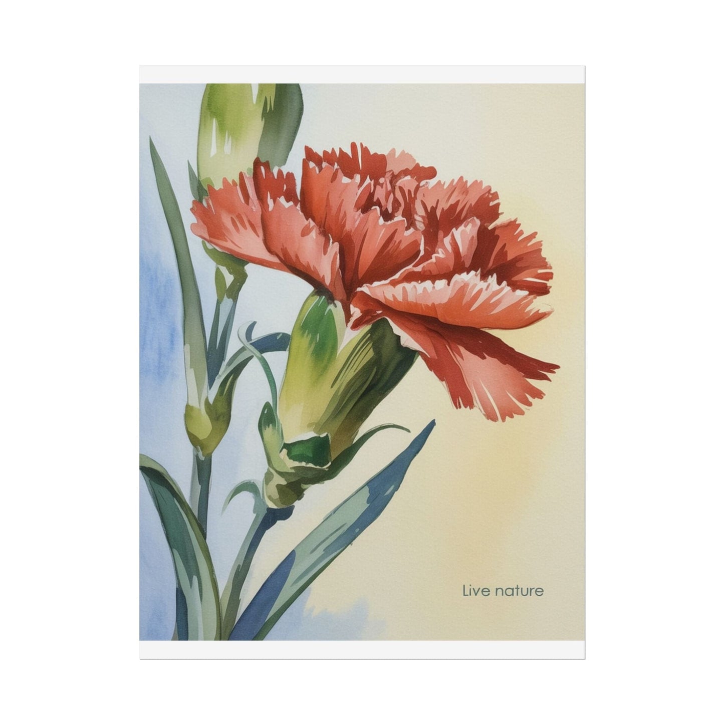 Scarlet Carnation Watercolor Art Print 'Live Nature