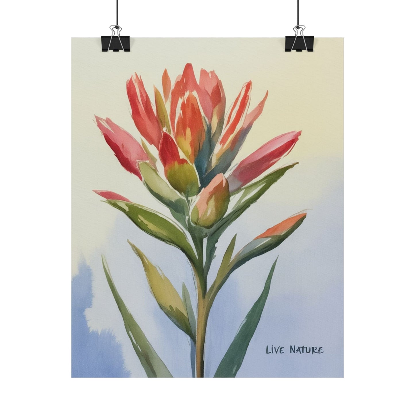 Indian Paintbrush Watercolor Art Print 'Live Nature