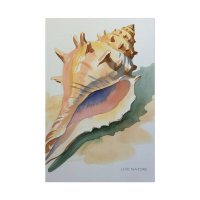 Conch Shell Watercolor Print 'Live Nature' Design