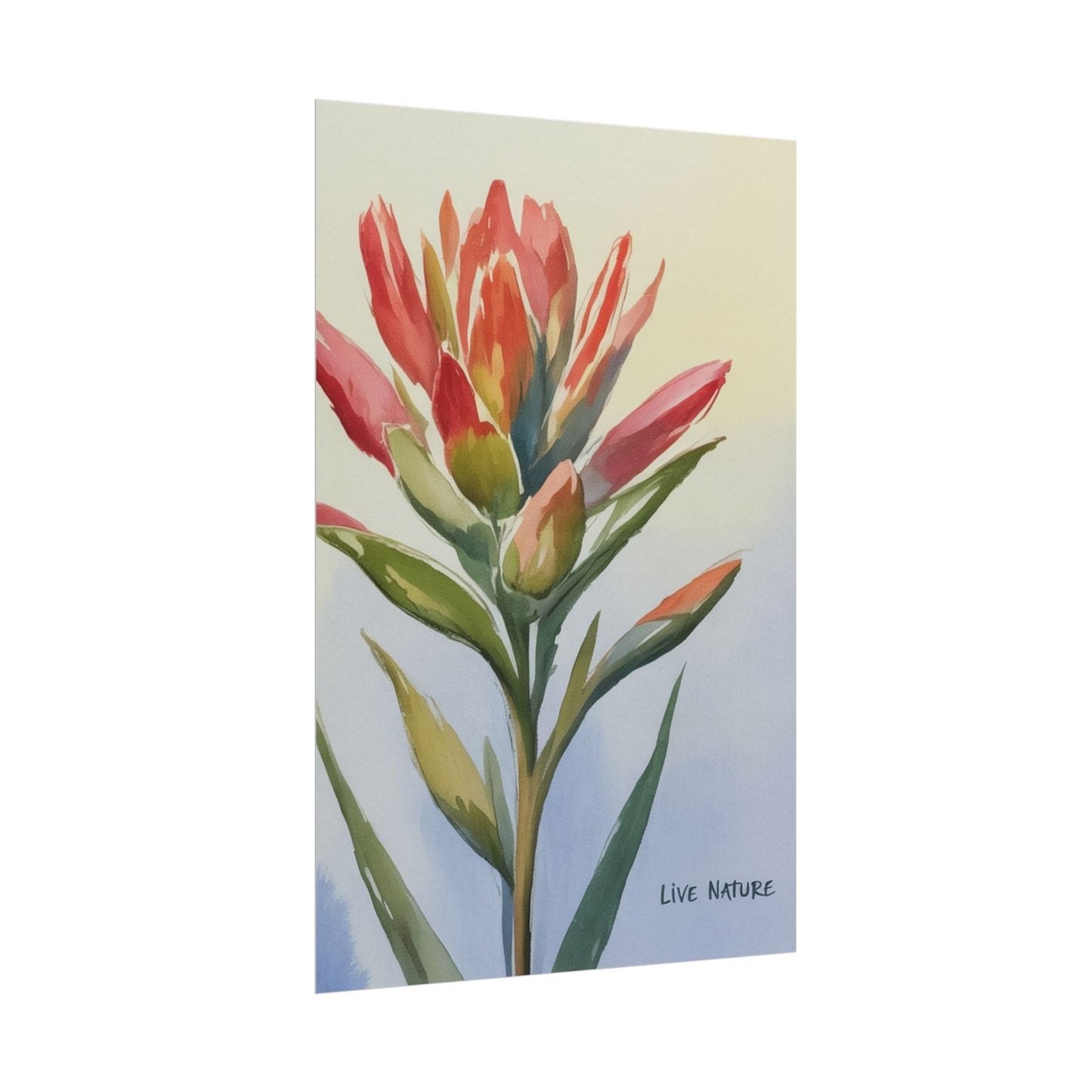 Indian Paintbrush Watercolor Art Print 'Live Nature
