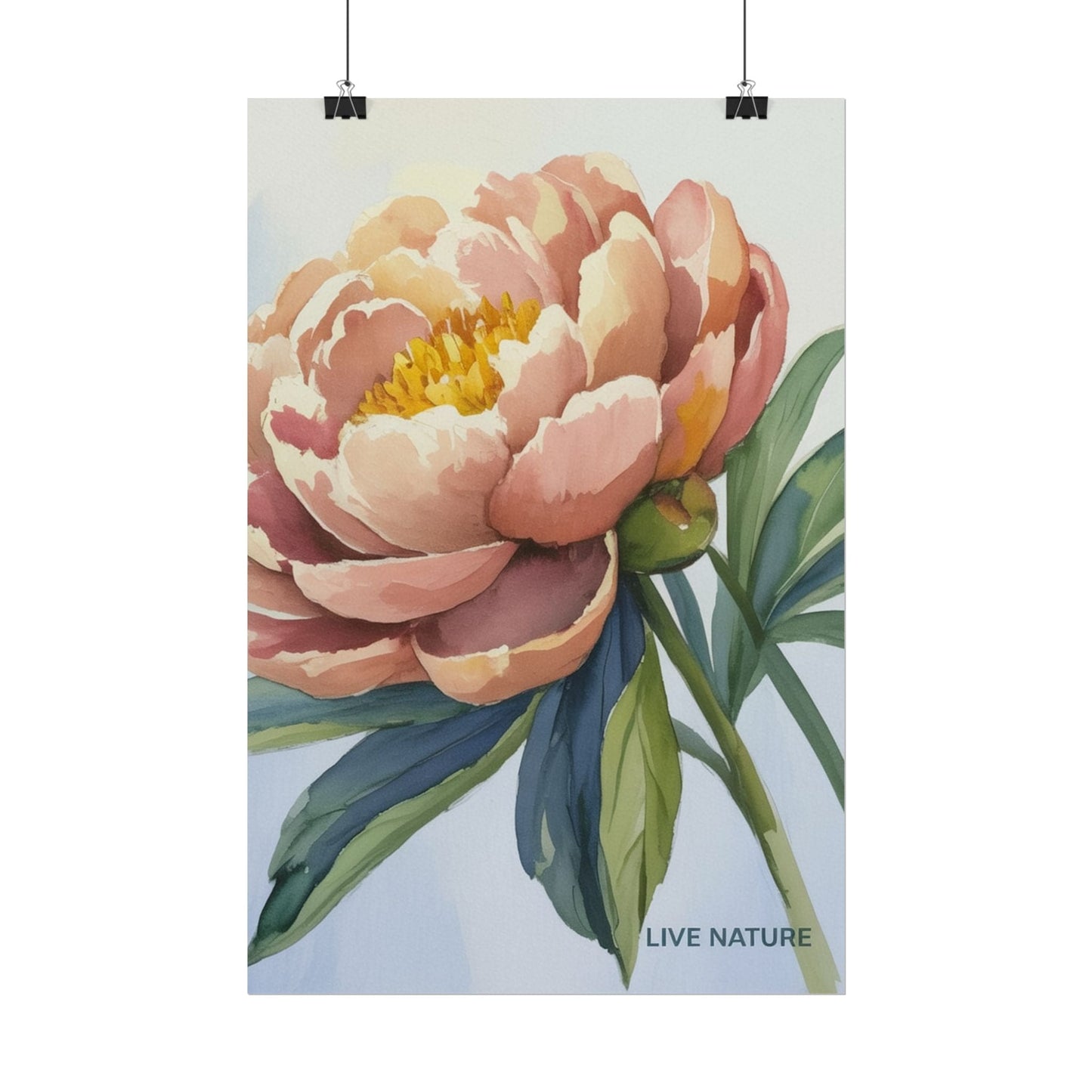 Peony Bloom Watercolor Poster Live Nature Art Print