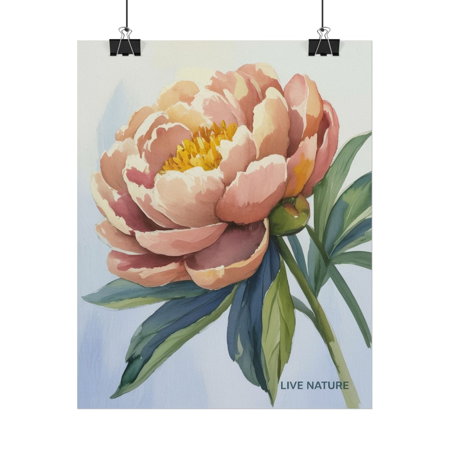Peony Bloom Watercolor Poster Live Nature Art Print