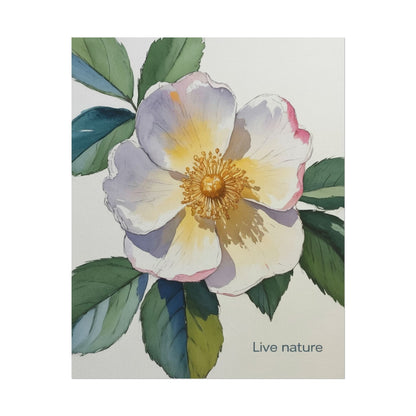 Cherokee Rose Watercolor Art Print 'Live Nature