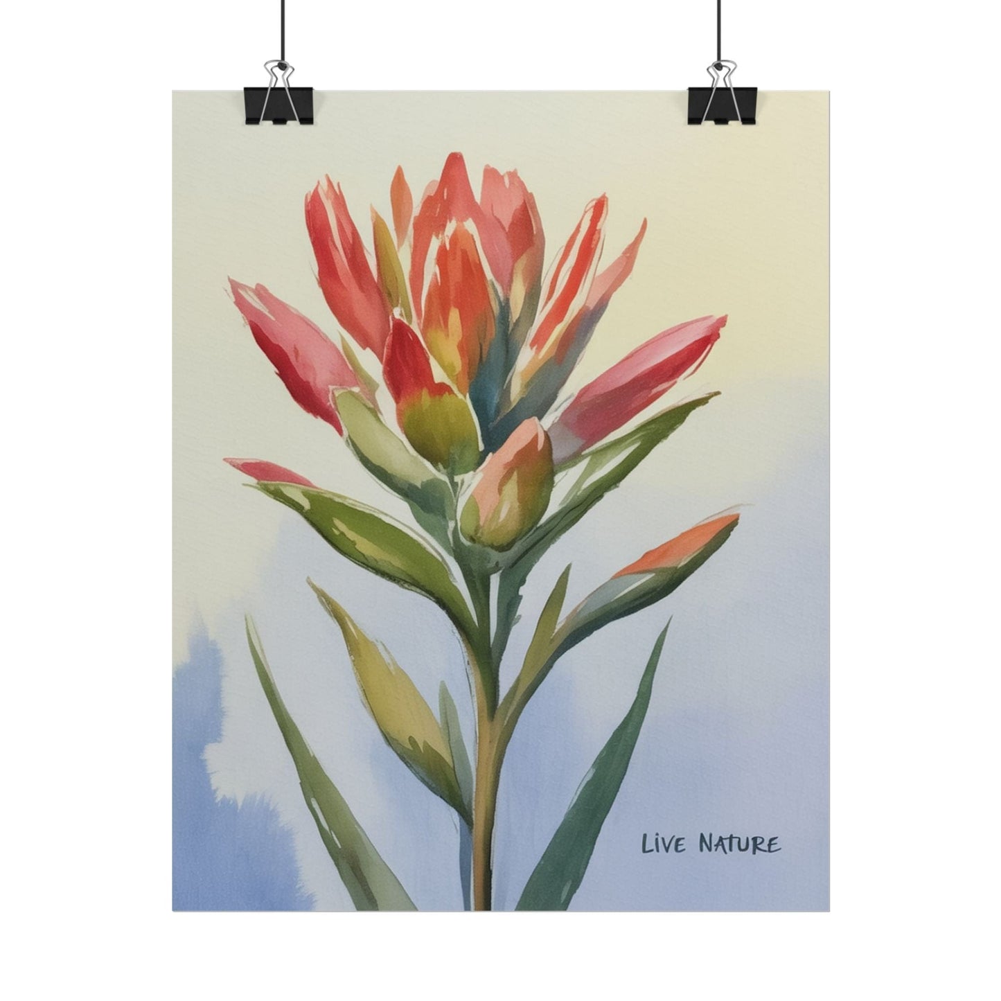 Indian Paintbrush Watercolor Art Print 'Live Nature