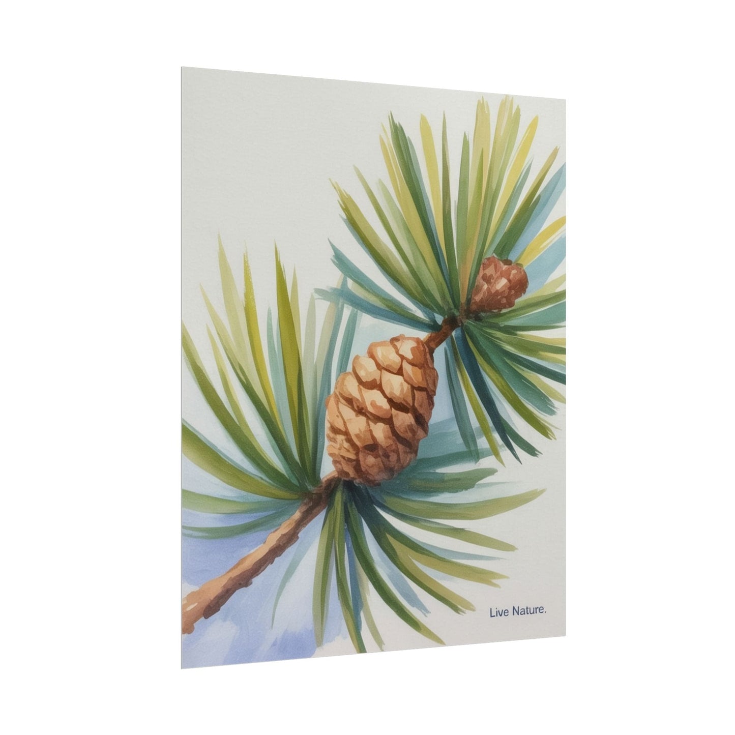 Maine Pine Cone Watercolor Print - Live Nature Art