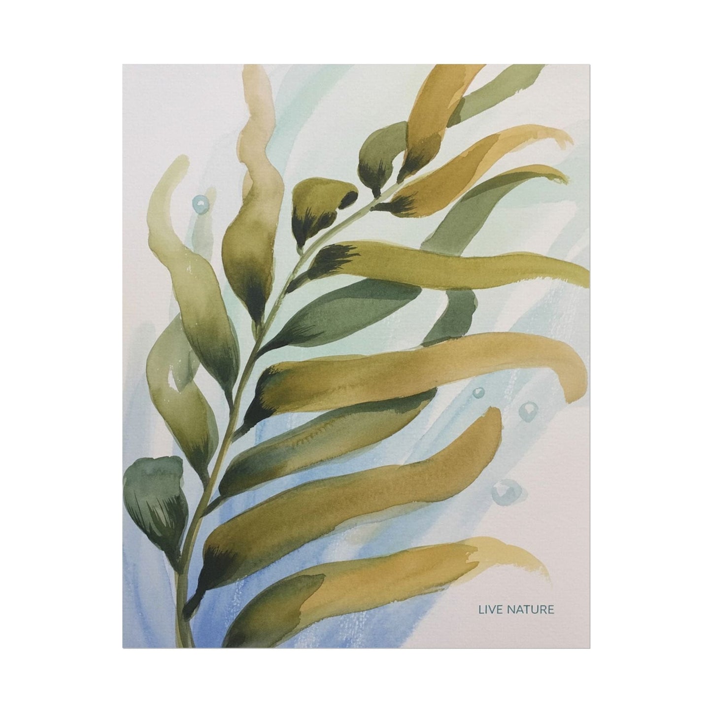 Live Nature Kelp Watercolor Print Poster