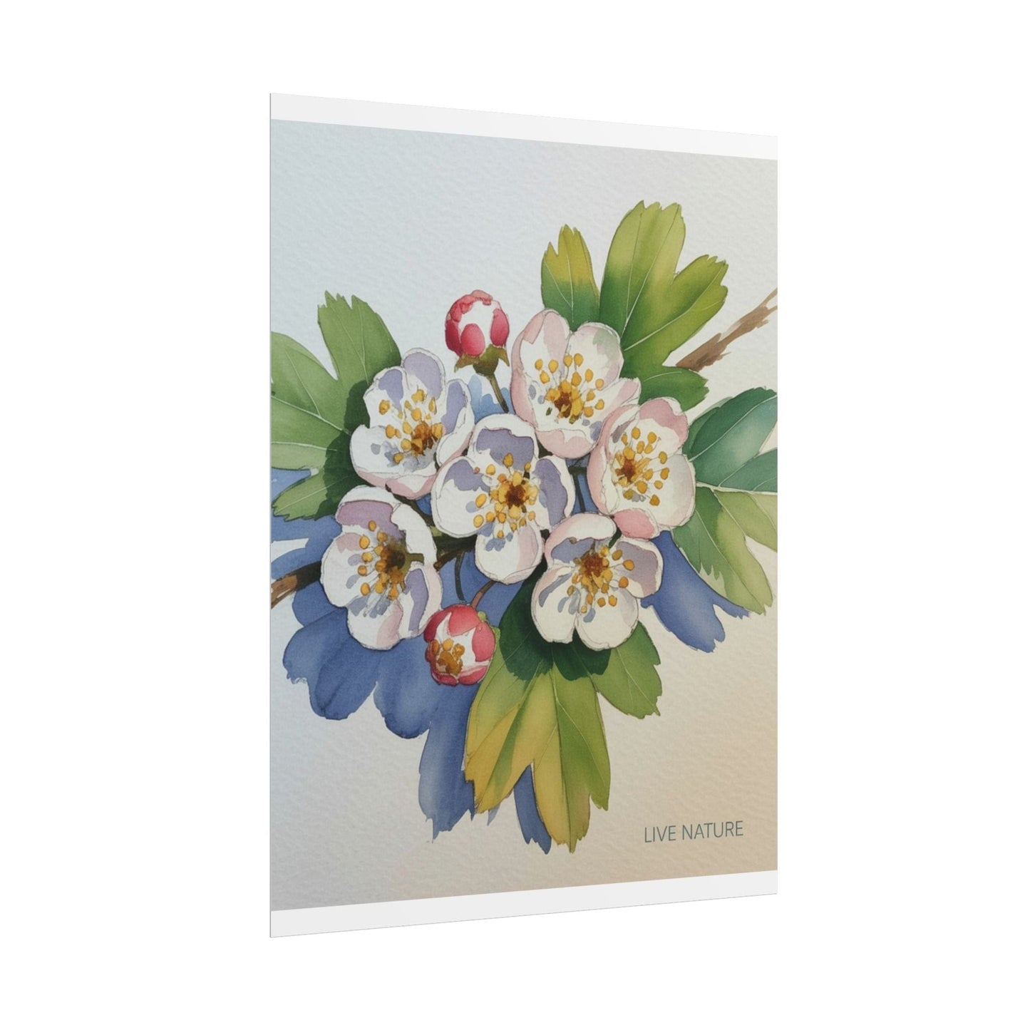 Hawthorn and Dogwood Blossoms Art Print – Live Nature