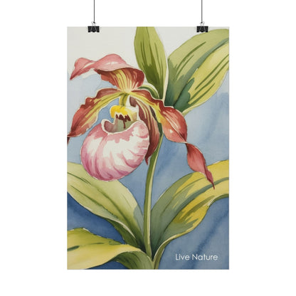 Pink Lady Slipper Orchid Watercolor Print Minnesota