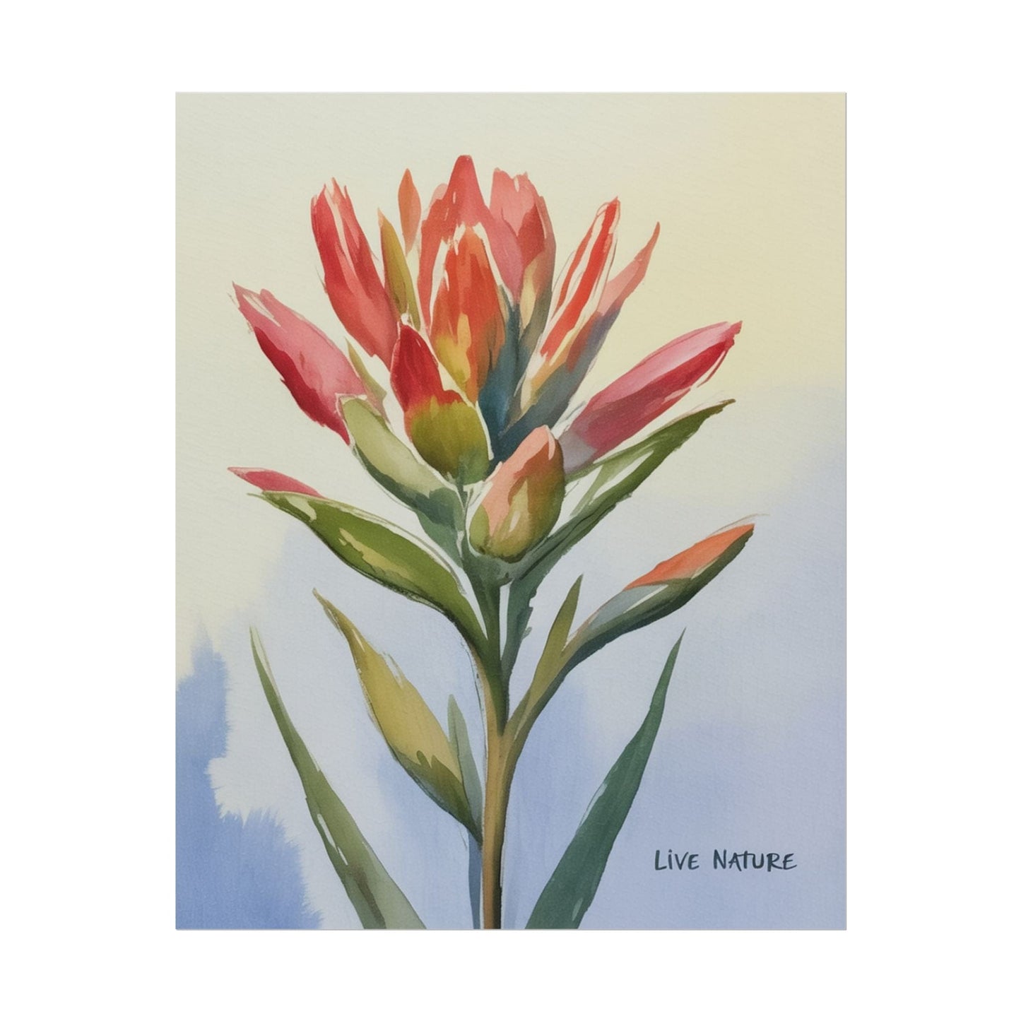Indian Paintbrush Watercolor Art Print 'Live Nature