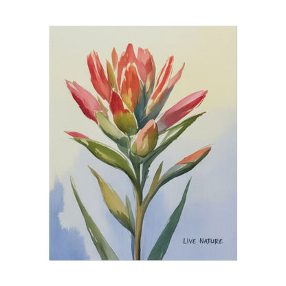 Indian Paintbrush Watercolor Art Print 'Live Nature