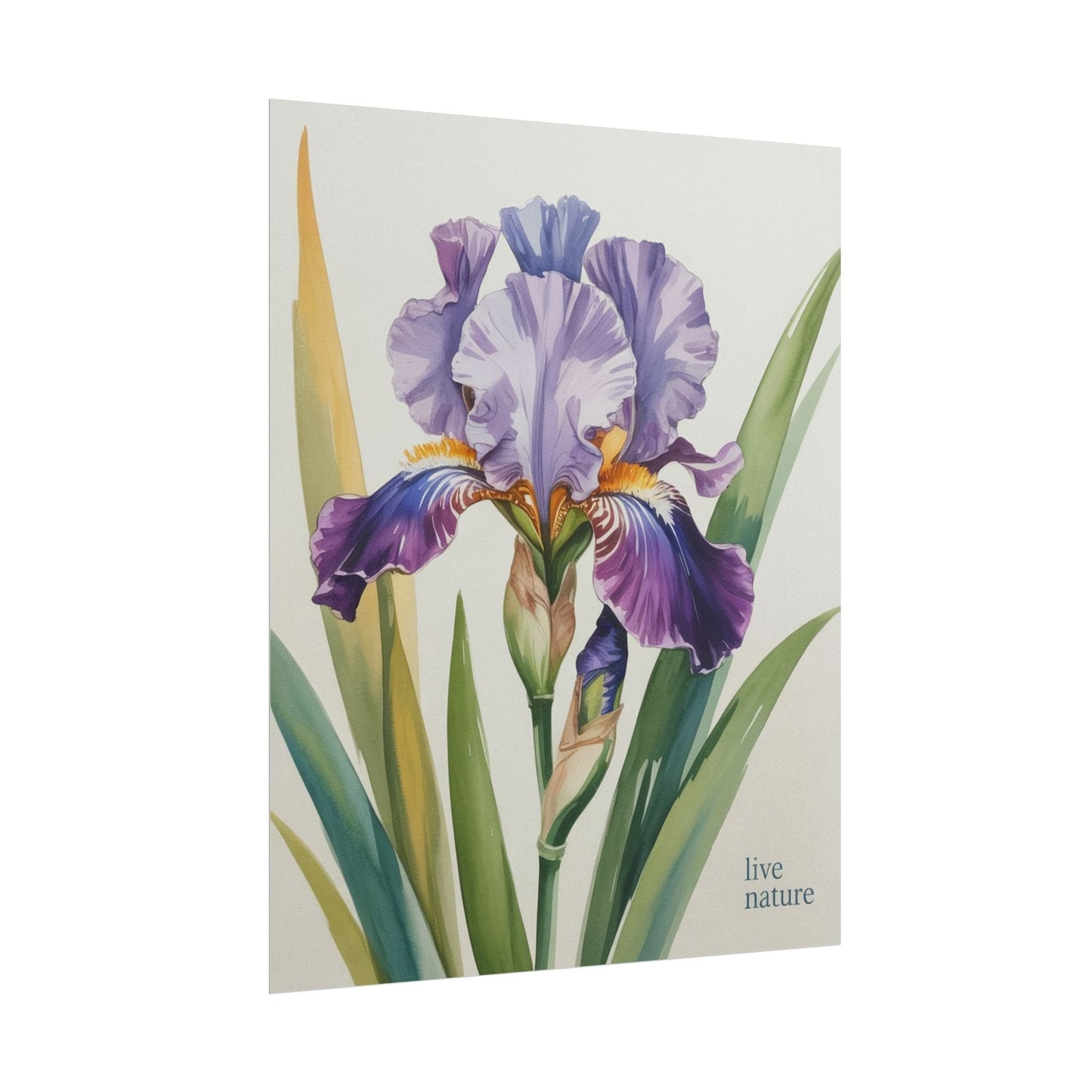 Iris Flower Watercolor Art Print with 'Live Nature