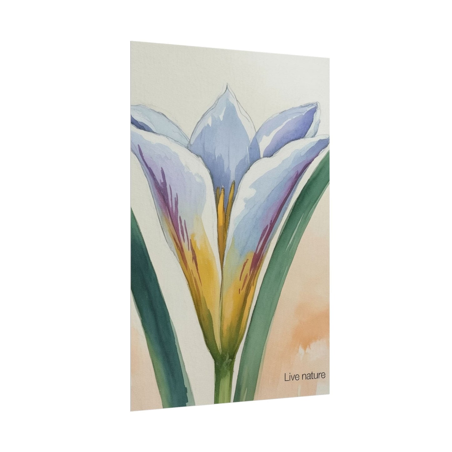 Sego Lily Watercolor Print Utah State Flower Art