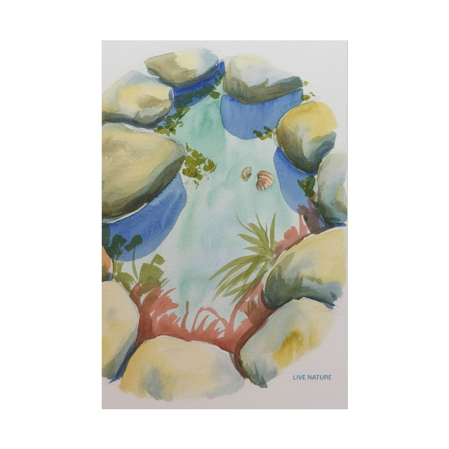 Rocky Tide Pool Watercolor Art Print 'Live Nature