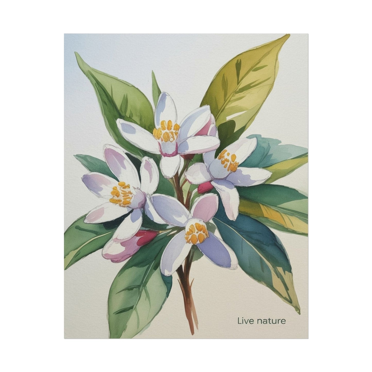 Orange Blossom Floral Watercolor Print 'Live Nature