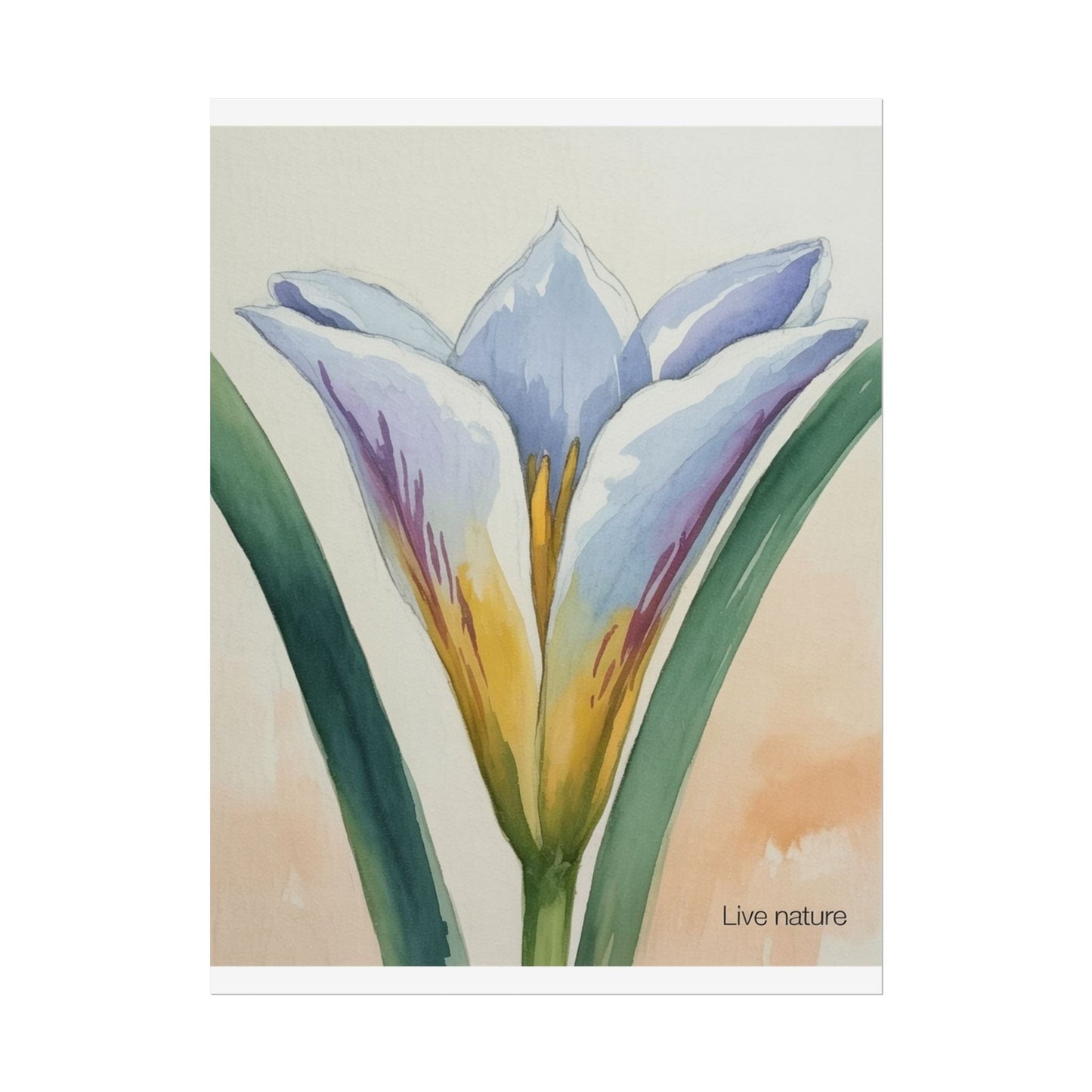 Sego Lily Watercolor Print Utah State Flower Art