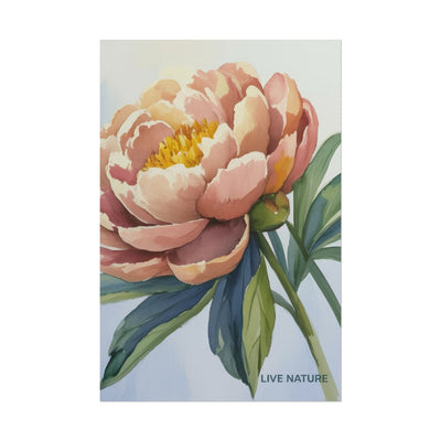 Peony Bloom Watercolor Poster Live Nature Art Print