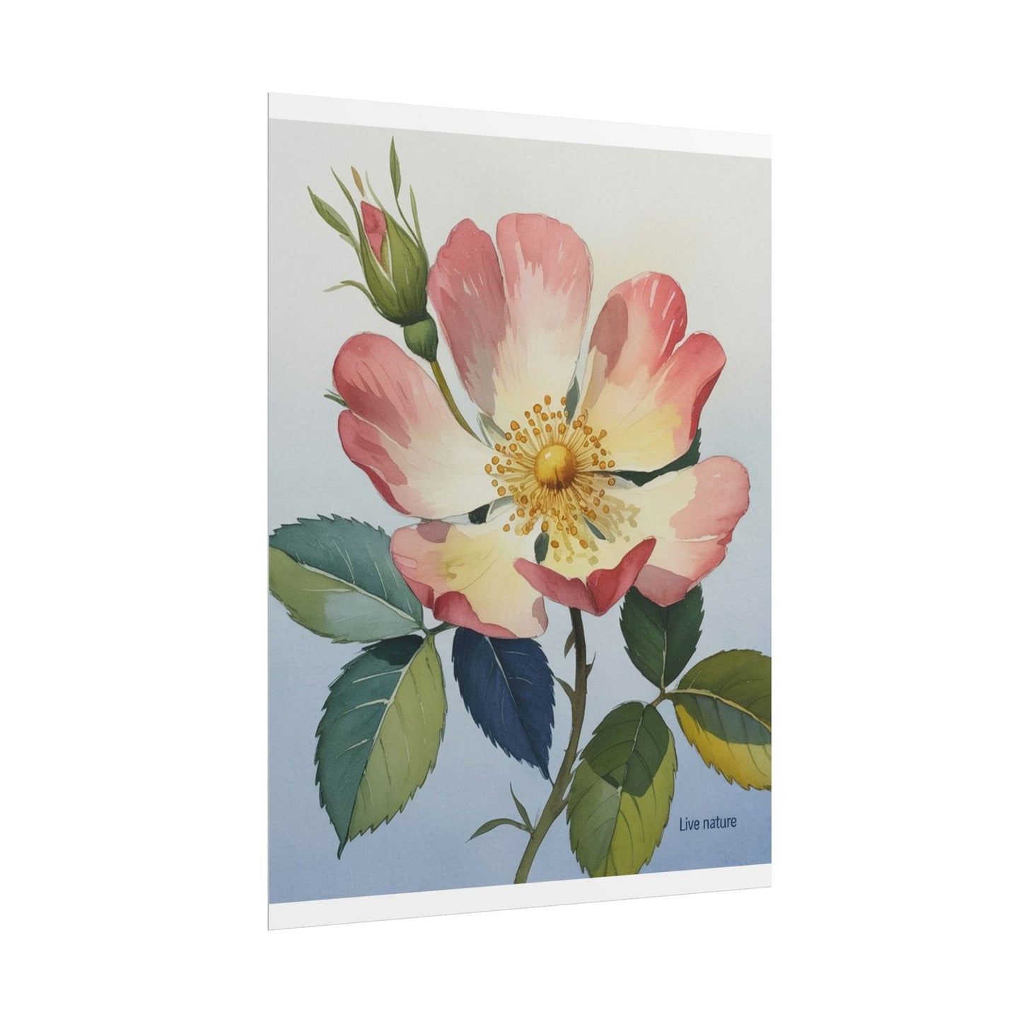 Wild Prairie Rose Watercolor Art Print