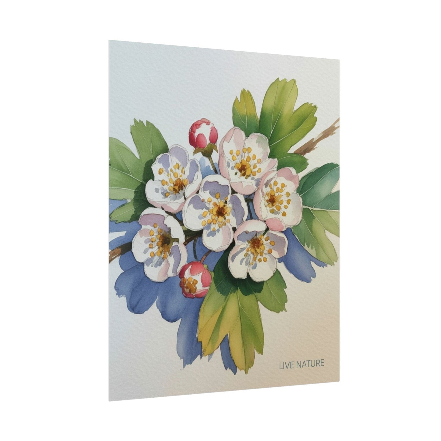 Hawthorn and Dogwood Blossoms Art Print – Live Nature