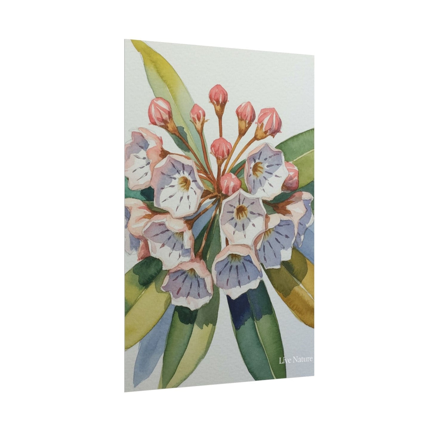 Mountain Laurel Watercolor Art Print Botanical Design