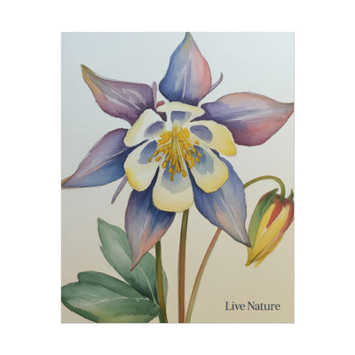 Rocky Mountain Columbine Watercolor Poster - Live Nature