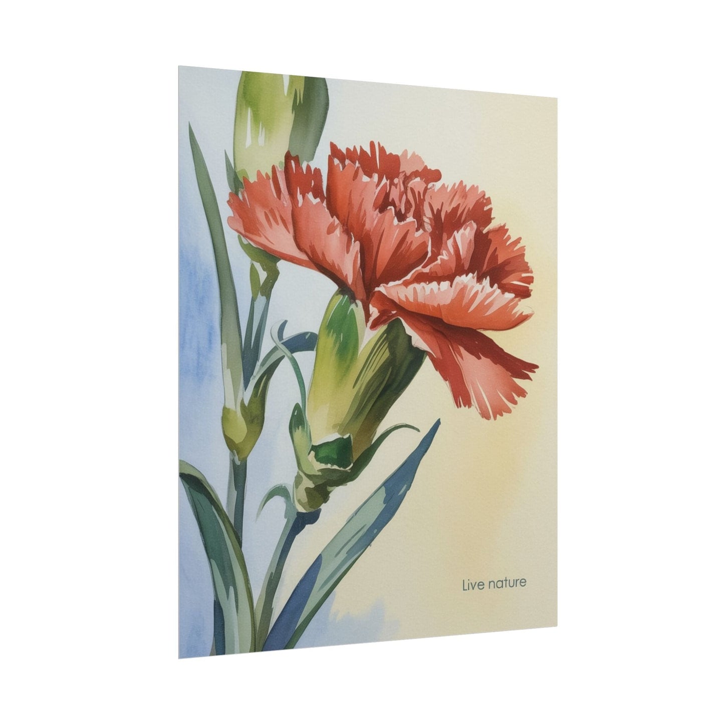 Scarlet Carnation Watercolor Art Print 'Live Nature