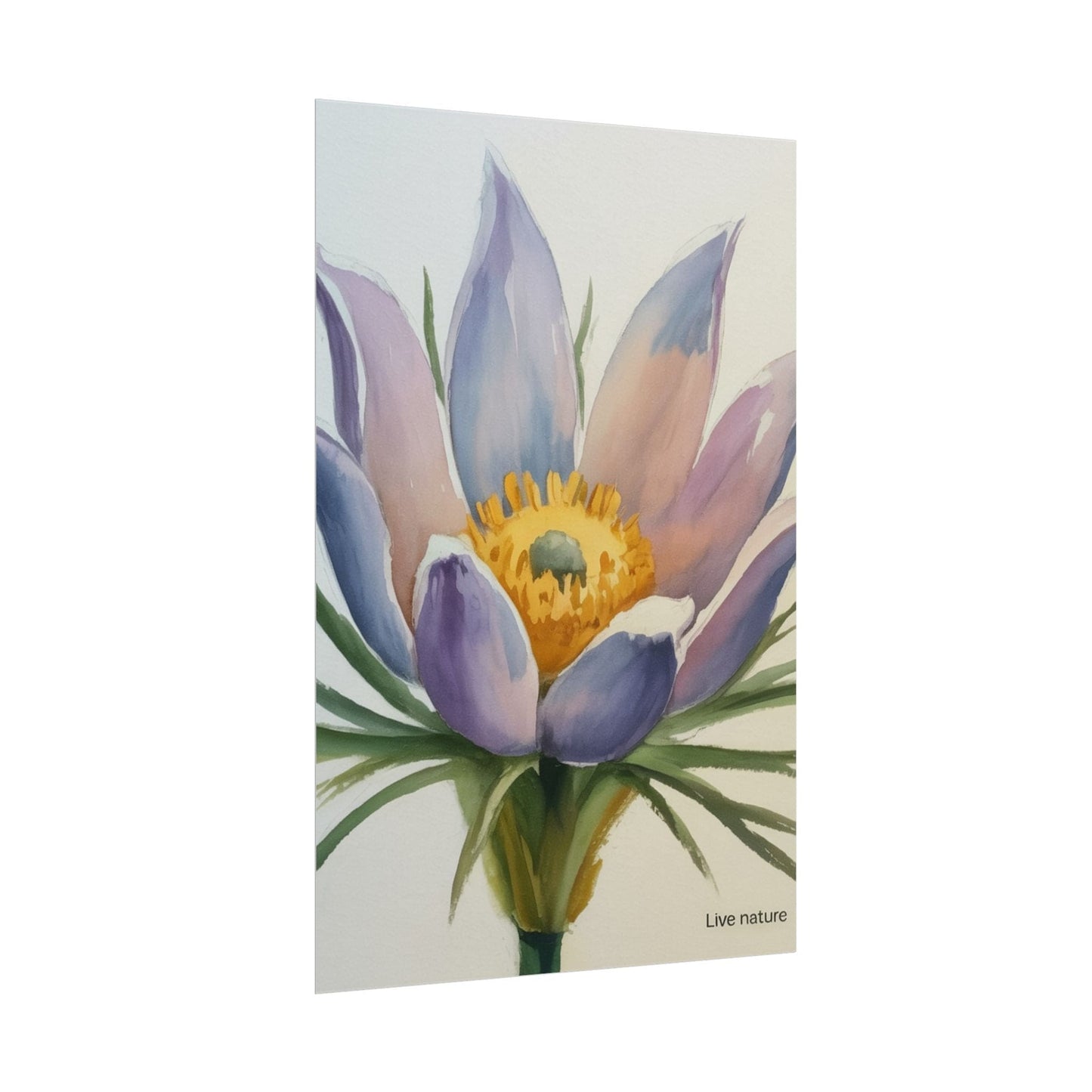 Pasque Flower Watercolor Art Print 'Live Nature
